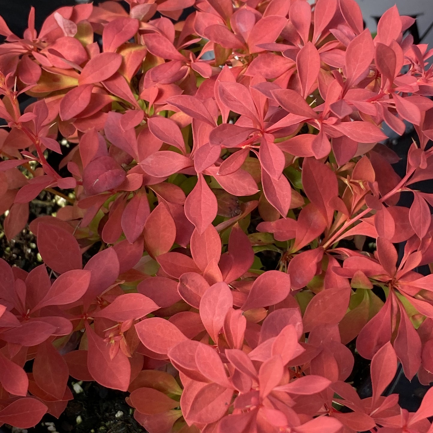 Sunjoy Neo® Barberry (Berberis) - Photo Property of Garden Crossings LLC
