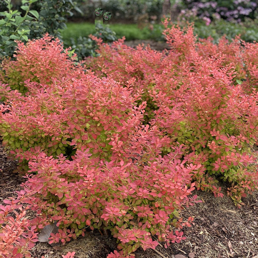 A group of vibrant shrubs, including Sunjoy Neo® Barberry (Berberis) with its striking orange foliage, grows in a garden bed with brown mulch - Photo Property of Garden Crossings LLC.