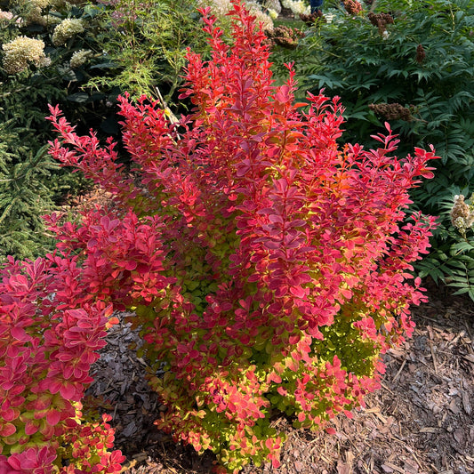 A vibrant Sunjoy Orange Pillar® Barberry (Berberis) shrub with bright red and orange foliage, grows in a mulched garden bed, surrounded by green plants in the background - Photo Property of Garden Crossings LLC.