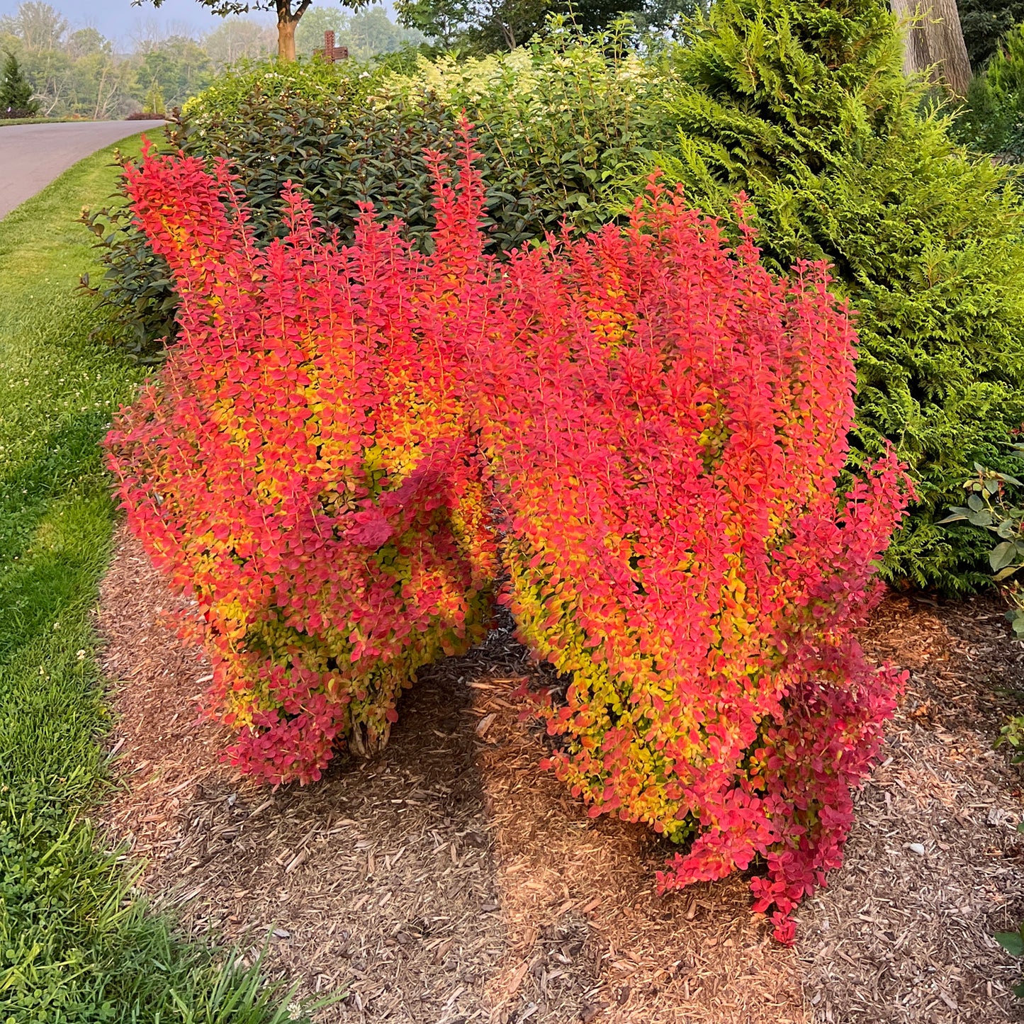 Sunjoy Orange Pillar® Barberry (Berberis) - Photo Property of Garden Crossings LLC