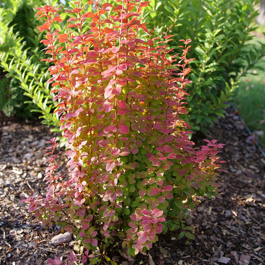 Sunjoy Orange Pillar® Barberry (Berberis) is a small columnar shrub with dense oval leaves that shift from green at the base to red at the tips, adding striking color to mulched garden beds with other green plants - Photo Courtesy of Proven Winners, Inc.