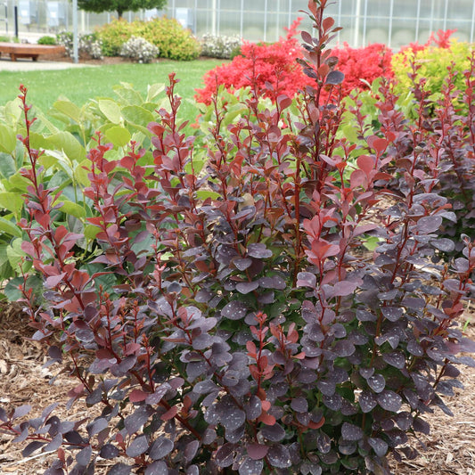 A Sunjoy Plum Pillar™ Barberry (Berberis), a columnar shrub with deep red, purple, and green leaves, grows in a mulched garden bed among other plants with a grassy lawn and greenhouse behind it - Photo Courtesy of Proven Winners, Inc.