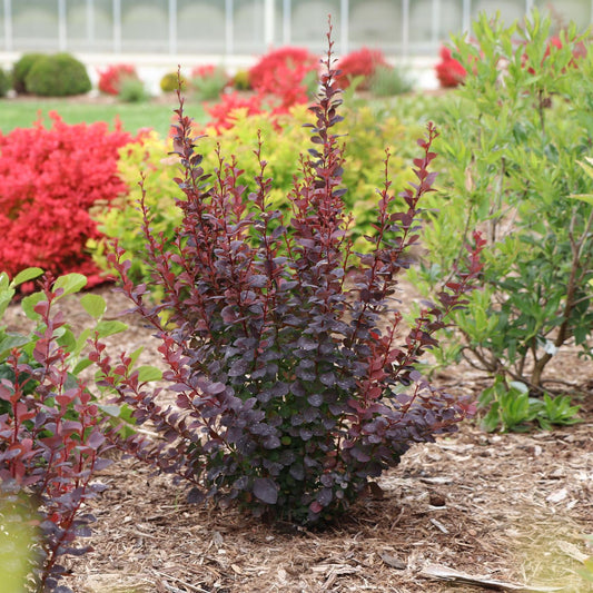 A Sunjoy Plum Pillar™ Barberry (Berberis) with deep purple foliage growing in a mulched garden bed among green and red-leaved plants, with a building featuring large windows in the background - Photo Courtesy of Proven Winners, Inc.