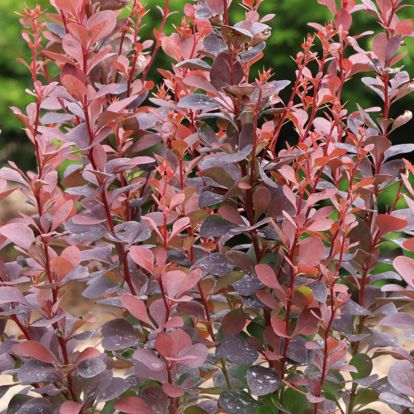 Close-up of upright branches of Sunjoy Plum Pillar™ Barberry (Berberis), a columnar shrub with dense, matte, red-purple oval leaves stands out against a backdrop of blurred greenery - Photo Courtesy of Proven Winners, Inc.