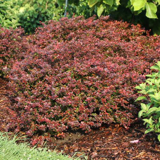Sunjoy Really Red™ Barberry (Berberis) - Photo Courtesy of Proven Winners, Inc.
