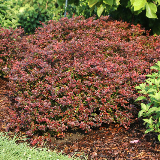 Sunjoy Really Red® Barberry (Berberis) is a dense, rounded shrub with small dark red to purple leaves in a mulched garden bed surrounded by green grass and leafy plants - Photo Courtesy of Proven Winners, Inc.