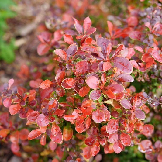 Close-up of Sunjoy Really Red® Barberry (Berberis) with clusters of vibrant red and orange oval leaves, some glossy from rain. This shrub stands out against a softly blurred background - Photo Courtesy of Proven Winners, Inc.