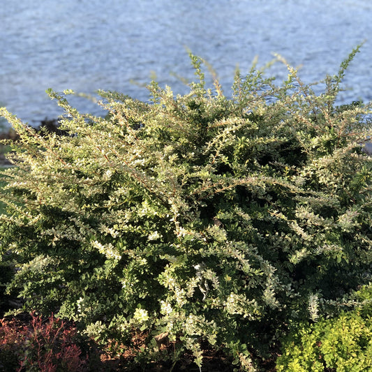 A dense, sunlit green shrub with tri-colored foliage brightens the water’s edge, its variegated leaves shimmering in the light—an eye-catching Sunjoy Sequins® Barberry (Berberis) stands out against the rippling blue background - Photo Property of Garden Crossings LLC.