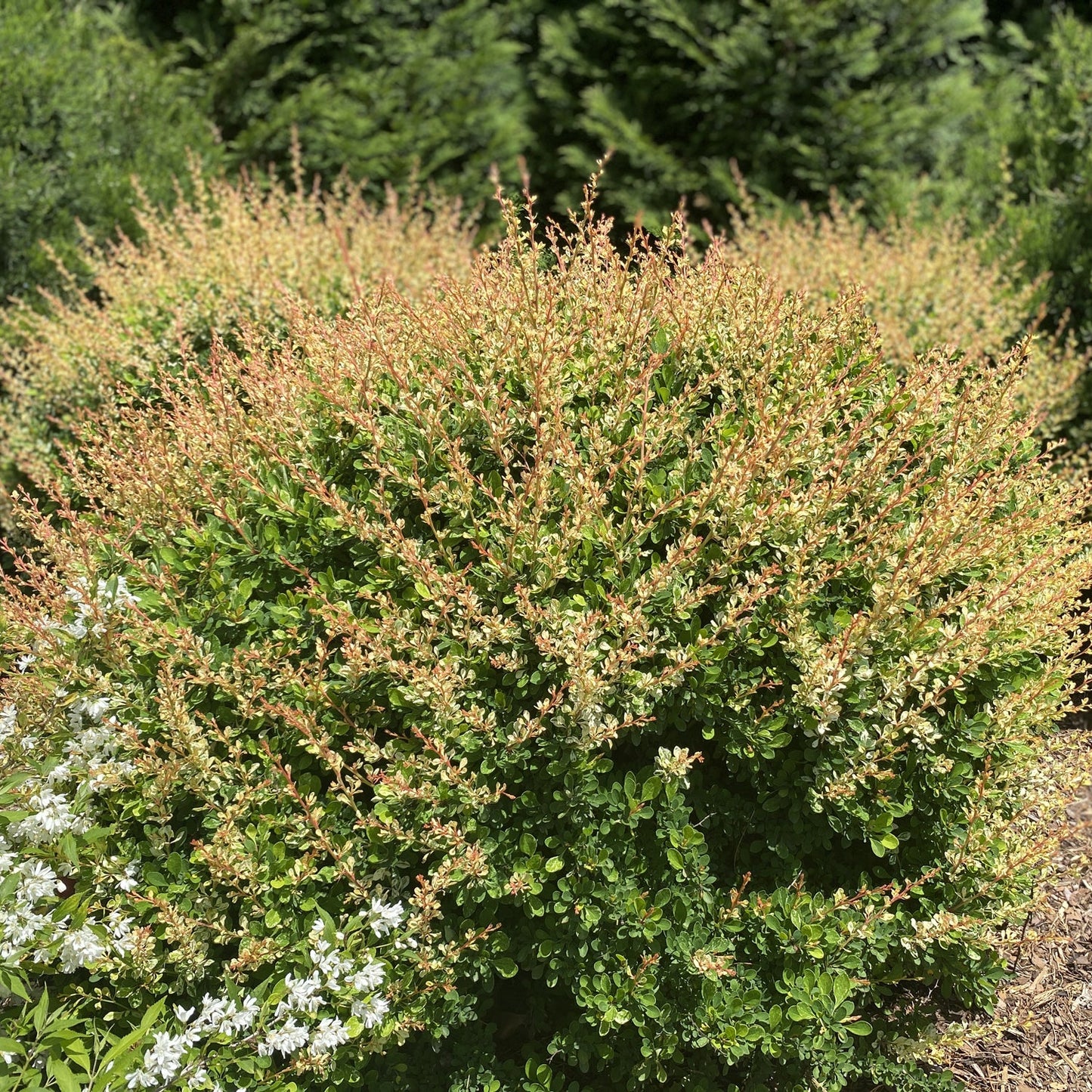 A dense, rounded Sunjoy Sequins® Barberry (Berberis) shrub with small green leaves and pinkish-red tips grows in an outdoor garden among greenery - Photo Property of Garden Crossings LLC.