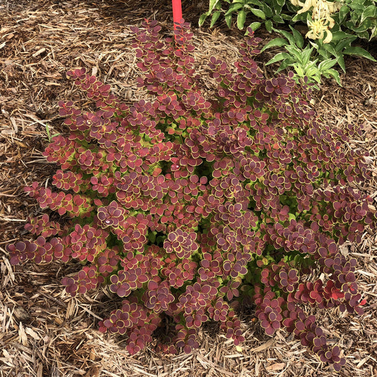 Sunjoy® Tangelo™ Barberry (Berberis) - Photo Property of Garden Crossings LLC