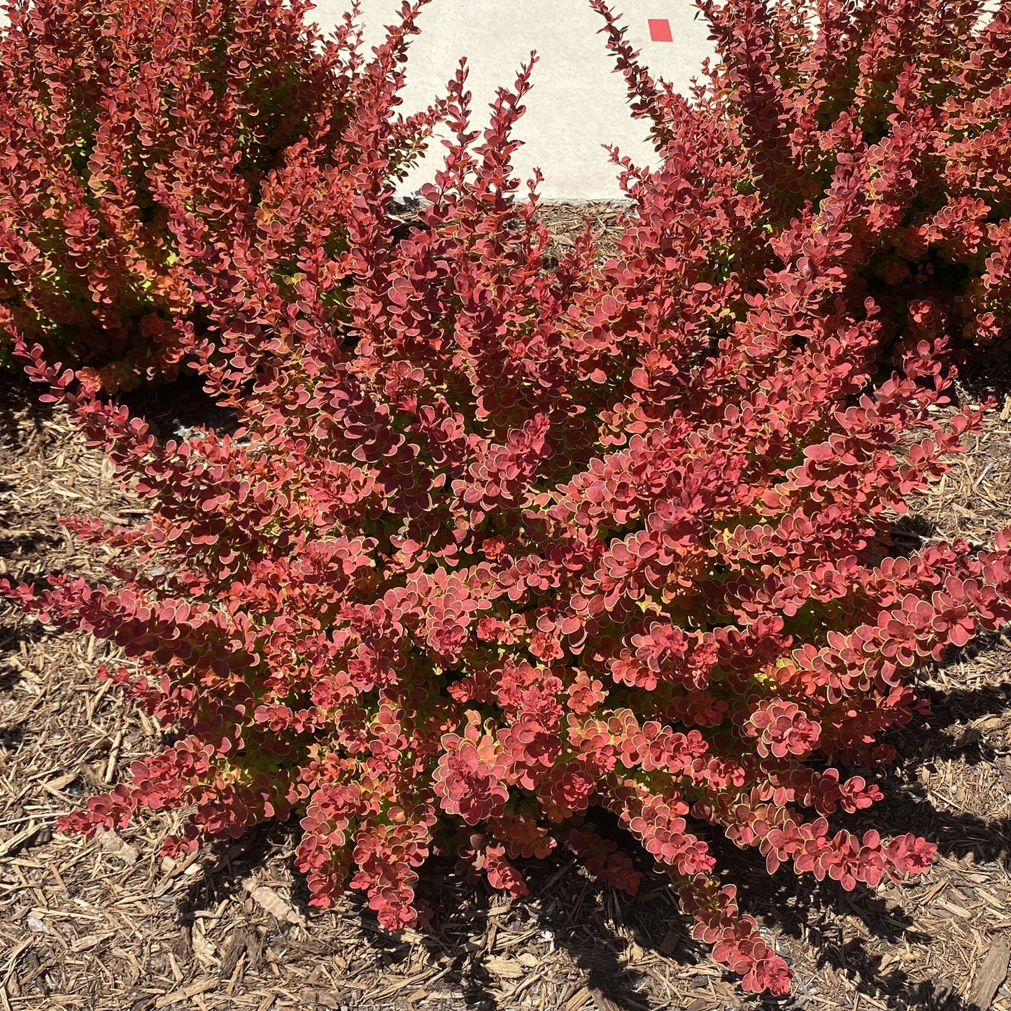 Top-down view of Sunjoy® Tangelo™ Barberry (Berberis) is a dense shrub with abundant small, oval red leaves and upright branches. Its vibrant foliage shines in sunlight. Shown here growing in mulch with pavement in the background - Photo Property of Garden Crossings LLC.