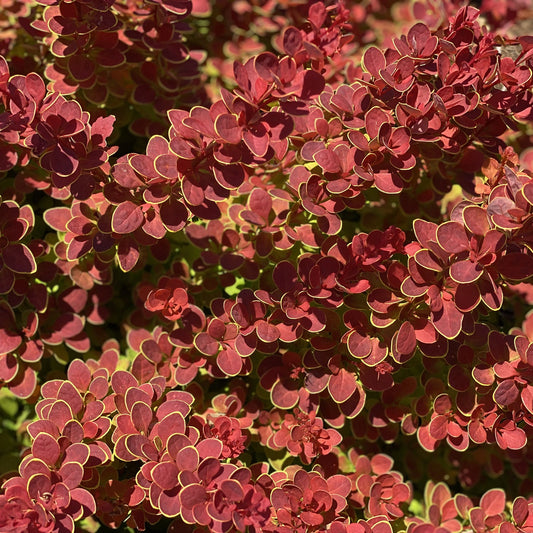 Dense clusters of small, reddish leaves edged in green-yellow grow on the Sunjoy® Tangelo™ Barberry (Berberis), a shrub that thrives in full sun and adds vibrant, textured foliage to your landscape - Photo Property of Garden Crossings LLC.