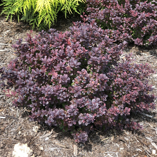 Sunjoy Todo® Barberry (Berberis) is a deer-resistant shrub with dense clusters of small, dark purple leaves. It stands out in mulched garden beds, creating a striking contrast against yellow-green foliage in the background - Photo Property of Garden Crossings LLC.