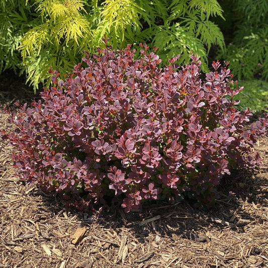 Sunjoy Todo® Barberry (Berberis) is a dense shrub with small, deep burgundy deer-resistant leaves that stand out in a mulch-covered garden bed, creating striking contrast with surrounding bright green plants - Photo Property of Garden Crossings LLC.