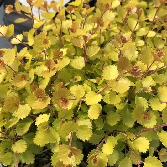 Close-up of dense clusters of small, serrated yellow-green leaves on thin reddish stems of Cesky Gold® Dwarf Birch (Betula), with sunlight highlighting the vibrant foliage - Photo Property of Garden Crossings LLC.