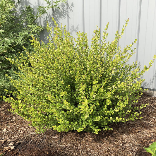 Cesky Gold® Dwarf Birch (Betula) from Proven Winners, a round shrub with dense small green leaves, grows in a mulched garden bed beside a light gray metal fence. Sunlight highlights its healthy foliage - Photo Property of Garden Crossings LLC.