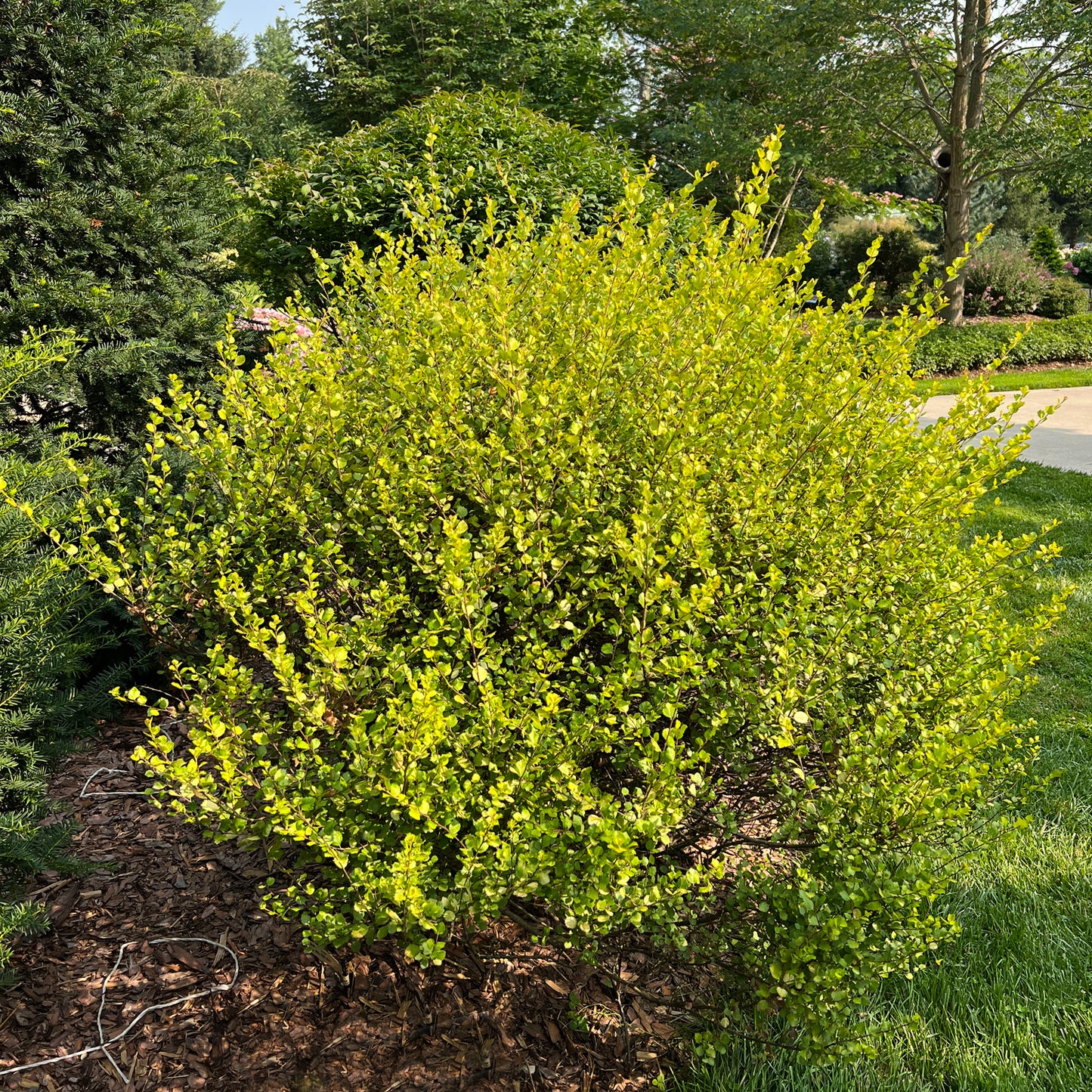 Cesky Gold® Dwarf Birch (Betula) - Photo Property of Garden Crossings LLC