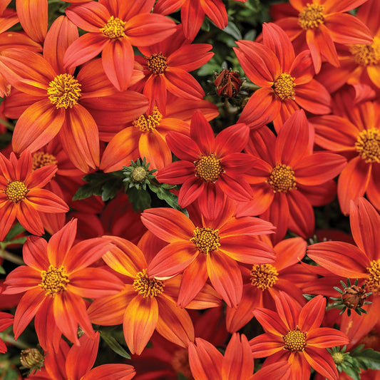 Campfire® Flame Bidens - Photo Courtesy of Proven Winners, Inc.