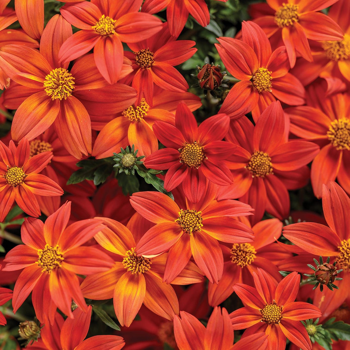A dense cluster of Campfire® Flame Bidens displays vibrant orange-red flowers with yellow centers and green leaves. These heat-tolerant annuals feature petals with subtle color gradients, creating a rich, lively look - Photo Courtesy of Proven Winners, Inc.