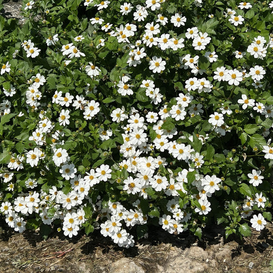 Campfire® Marshmallow™ Bidens - Photo Property of Garden Crossings LLC