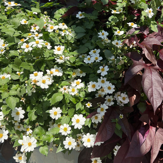 Campfire® Marshmallow™ Bidens - Photo Property of Garden Crossings LLC