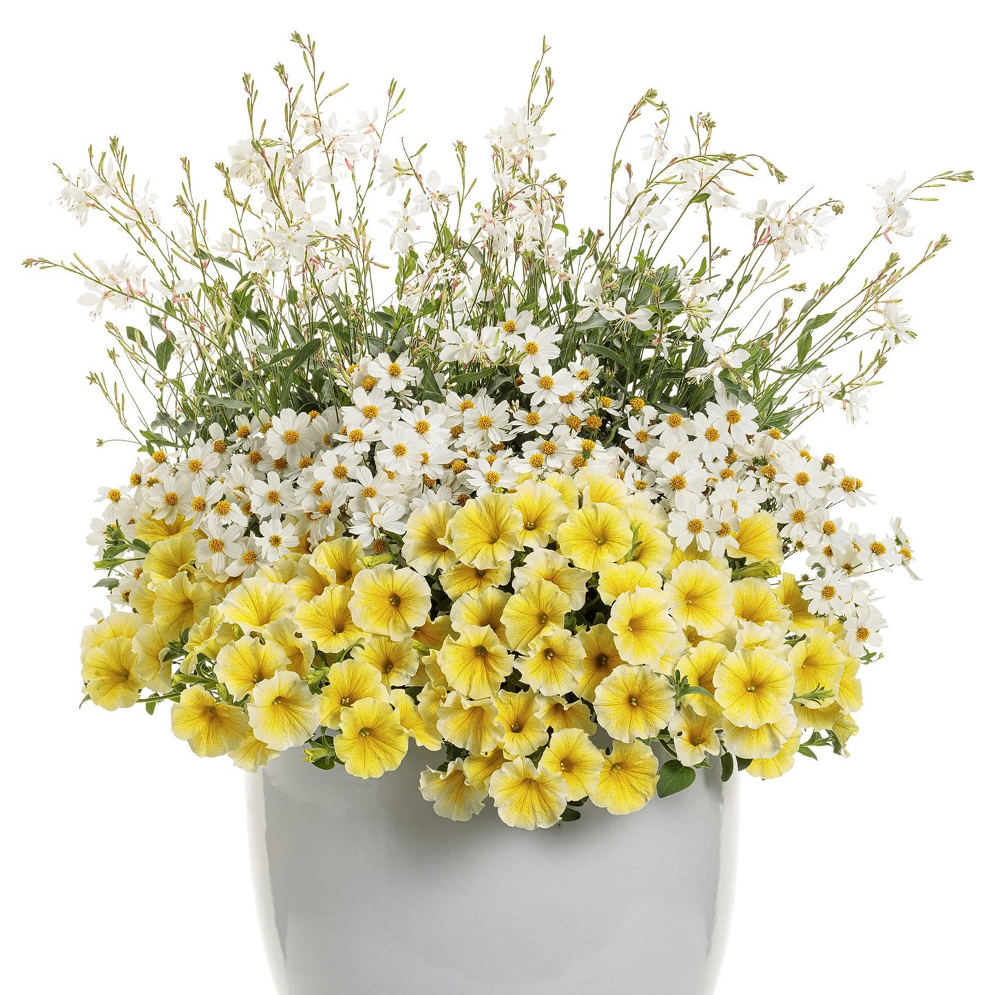 Campfire® Marshmallow™ Bidens - Photo Courtesy of Proven Winners, Inc.