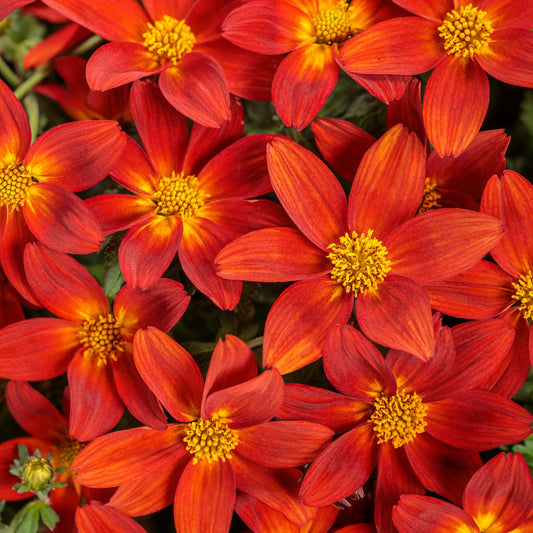 Campfire® Red Ember Bidens - Photo Courtesy of Proven Winners, Inc.