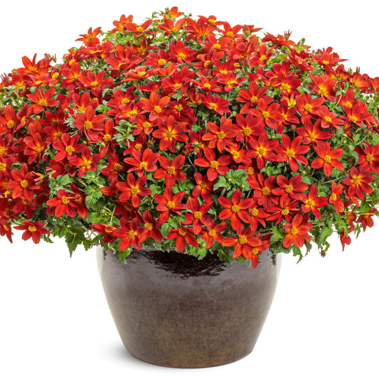 Campfire® Red Ember Bidens - Photo Courtesy of Proven Winners, Inc.