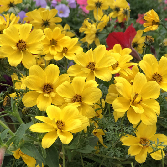 Goldilocks Rocks® Bidens - Photo Property of Garden Crossings LLC
