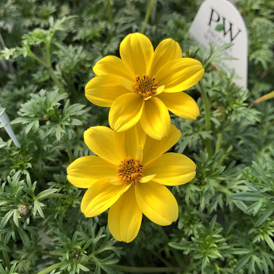 Goldilocks Rocks® Bidens - Photo Property of Garden Crossings LLC