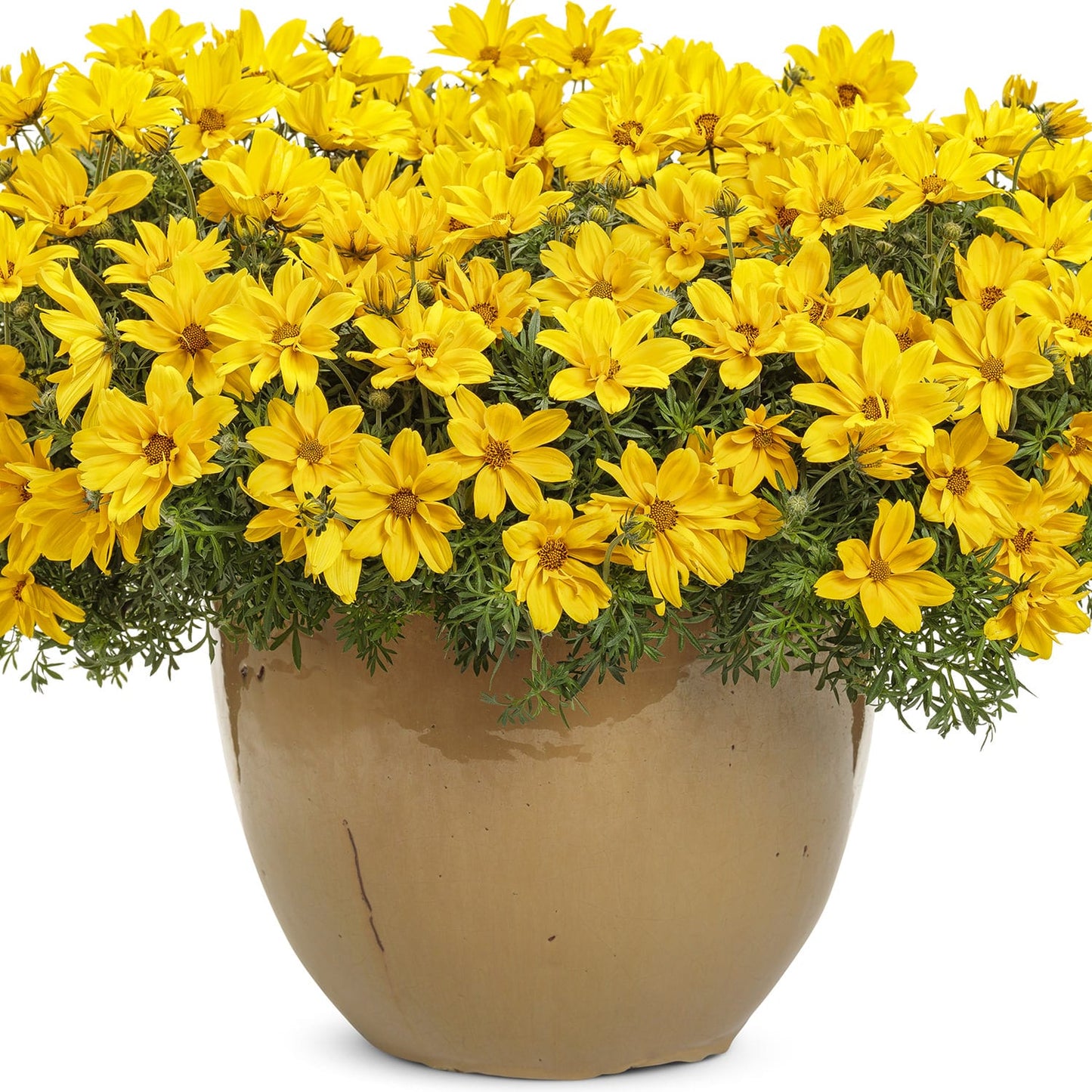 Goldilocks Rocks® Bidens - Photo Courtesy of Proven Winners, Inc.