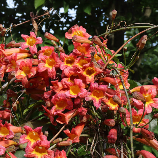 Dressed to Thrill™ Crossvine (Bignonia) - Photo Courtesy of Proven Winners, Inc.