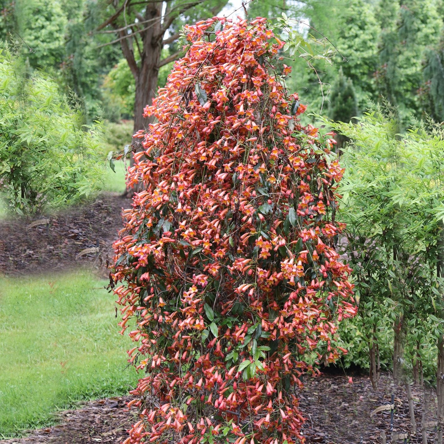 A Dressed to Thrill™ Crossvine (Bignonia) with cascading branches and clusters of vivid orange-red flowers stands in a lush green garden with blurred trees and grass in the background - Photo Courtesy of Proven Winners, Inc.