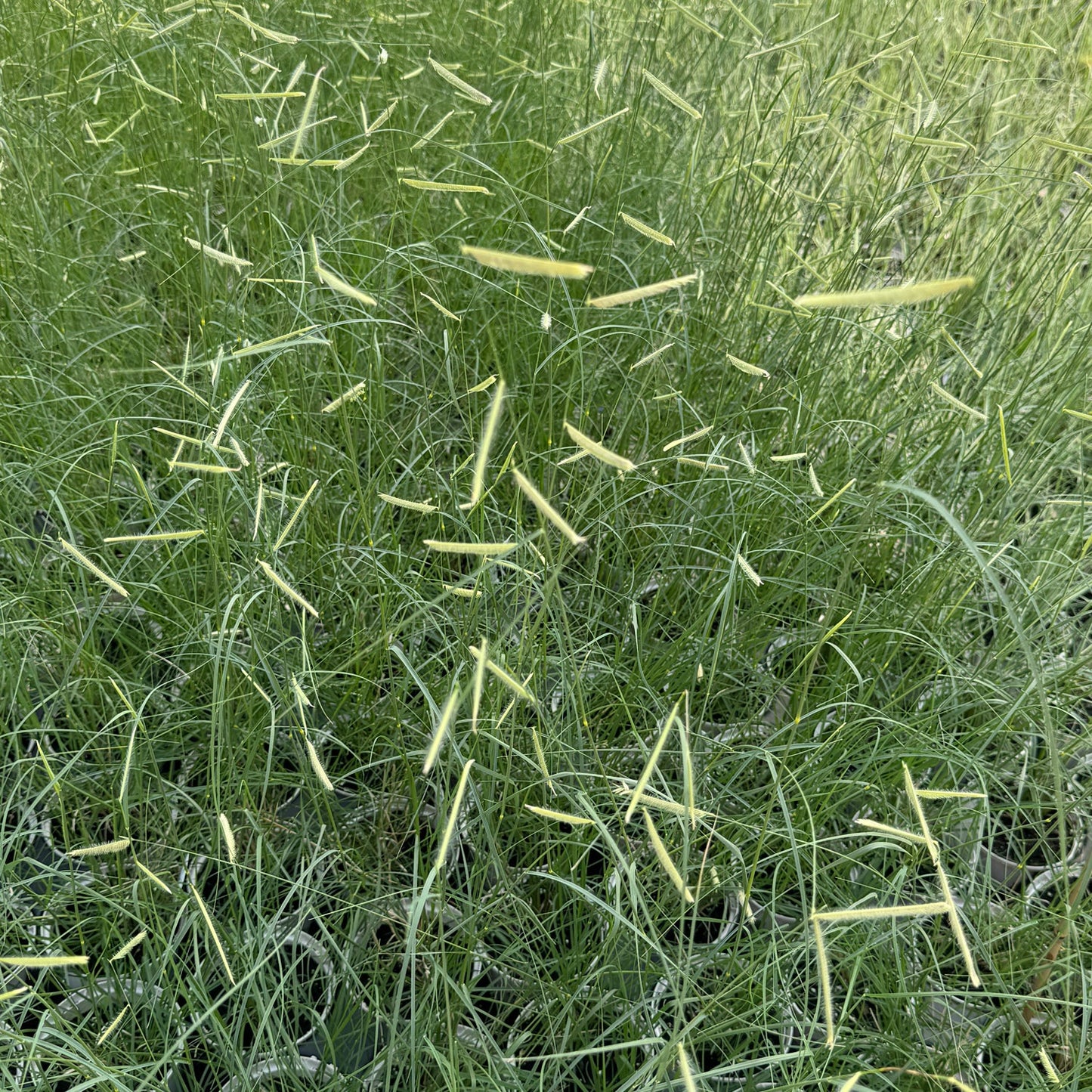 Blonde Ambition' Blue Grama Grass (Bouteloua) - Photo Property of Garden Crossings LLC