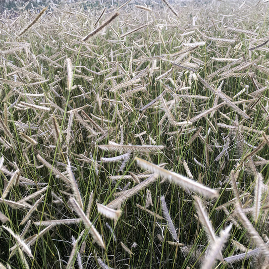 Blonde Ambition' Blue Grama Grass (Bouteloua) - Photo Courtesy of Walters Gardens, Inc.