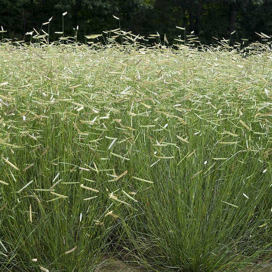 Blonde Ambition' Blue Grama Grass (Bouteloua) - Photo Courtesy of Walters Gardens, Inc.