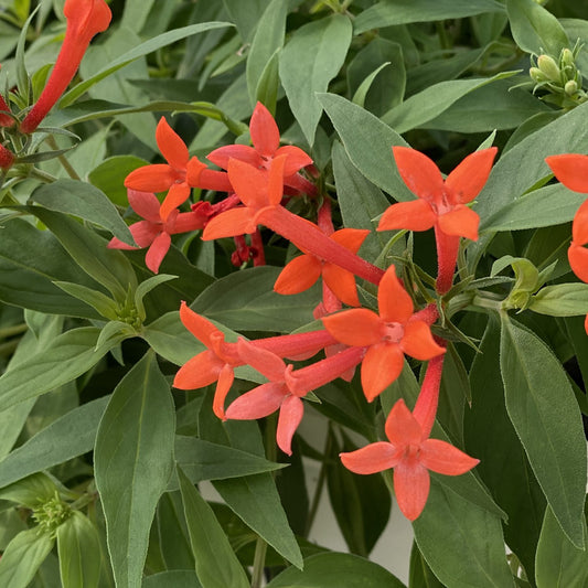 Estrellita Little Star® Firecracker Bush (Bouvardia) - Photo Property of Garden Crossings LLC