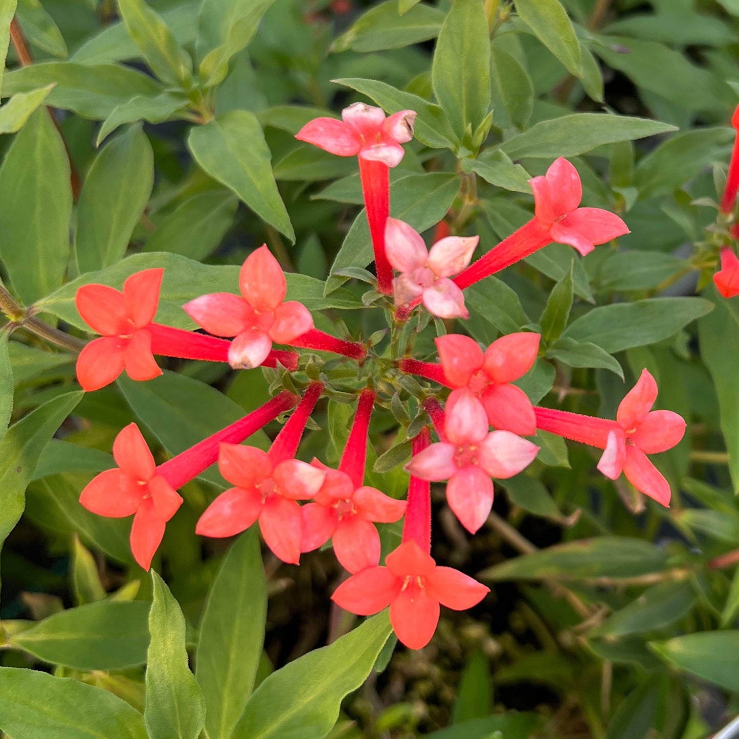 Estrellita Little Star® Firecracker Bush (Bouvardia) - Photo Property of Garden Crossings LLC