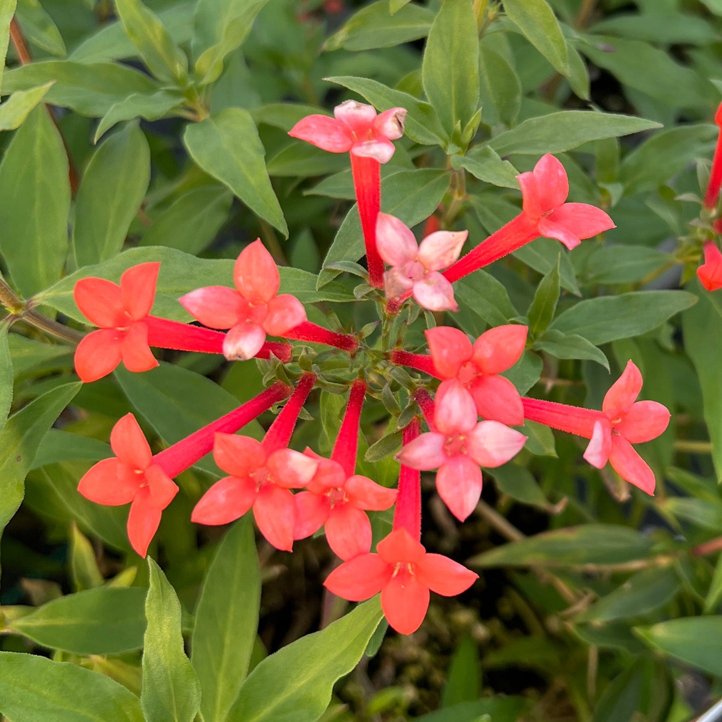 A cluster of small, star-shaped red-orange flowers with long red stems and pointed green leaves is shown. The Estrellita Little Star® Firecracker Bush (Bouvardia) has its vibrant blooms tightly grouped in the image center. - Photo Property of Garden Crossings LLC