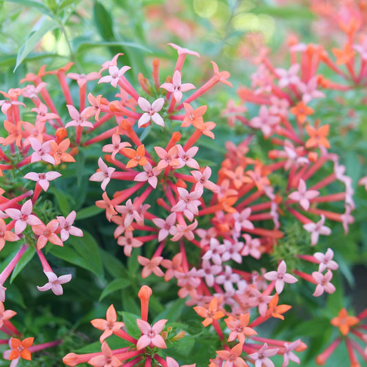Estrellita Little Star® Firecracker Bush (Bouvardia) - Photo Courtesy of Proven Winners, Inc.