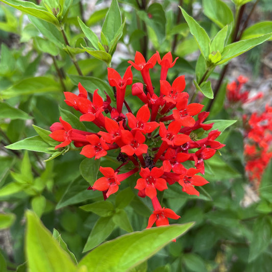 A cluster of vibrant red Estrellita® Scarlet Firecracker Bush (Bouvardia) flowers with star-shaped petals and green leaves set against a blurred natural background. - Photo Property of Garden Crossings LLC