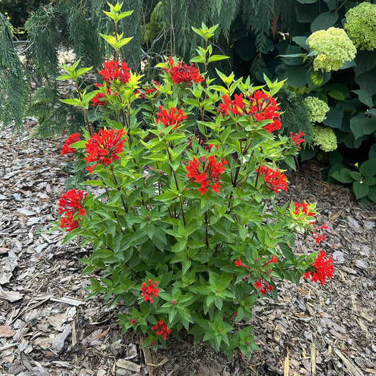 Top-down view of Estrellita® Scarlet Firecracker Bush (Bouvardia) features clusters of bright red flowers and lush green leaves in a garden bed - Photo Property of Garden Crossings LLC
