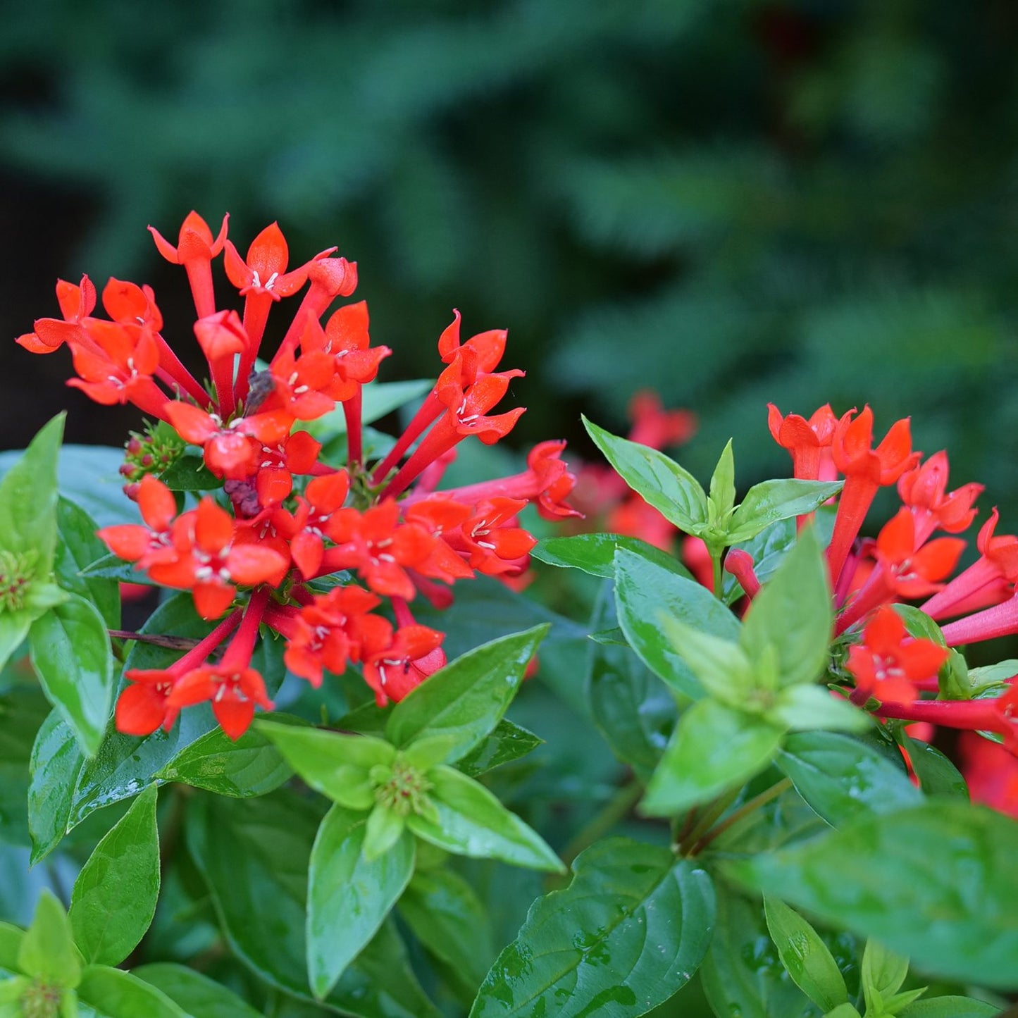 Estrellita® Scarlet Firecracker Bush (Bouvardia) - Photo Courtesy of Proven Winners, Inc.