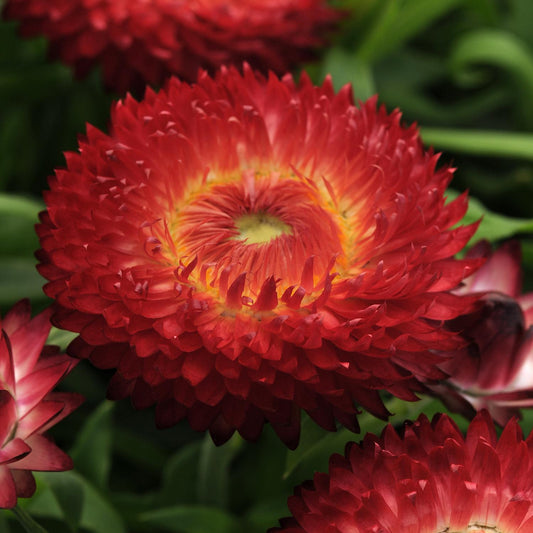 Dreamtime® Jumbo Red Strawflower (Bracteantha) - Photo Courtesy of Ball Horticulure, Inc.