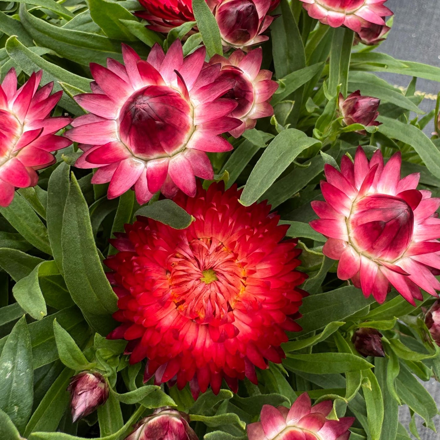Close-up of Dreamtime® Jumbo Red Strawflower (Bracteantha) with vivid red and pink papery petals, yellow centers, green leaves, and unopened buds - Photo Property of Garden Crossings LLC.