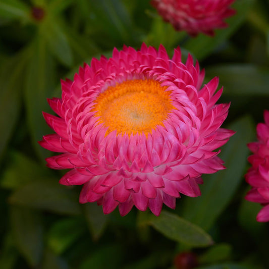 Dreamtime® Jumbo Rose Strawflower (Bracteantha) - Photo Courtesy of Ball Horticulure, Inc.