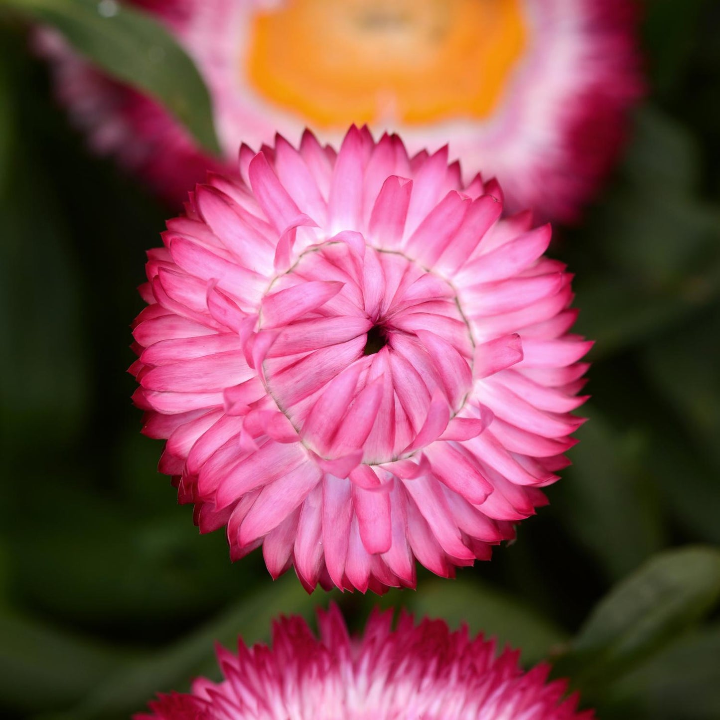 A close-up of the Dreamtime® Jumbo Rose Strawflower (Bracteantha) with layered petals, set among green leaves and blurred blooms - Photo Courtesy of Ball Horticulture, Inc.