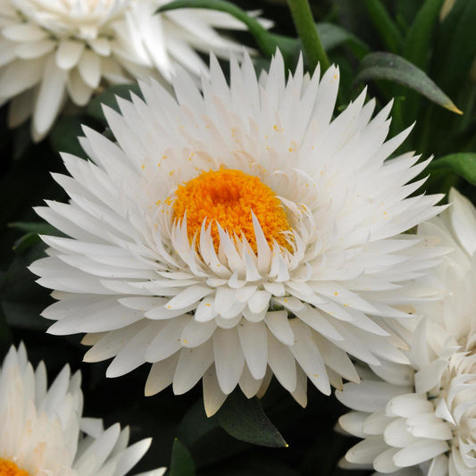 Dreamtime® Jumbo Pure White Strawflower (Bracteantha) - Photo Courtesy of Ball Horticulure, Inc.