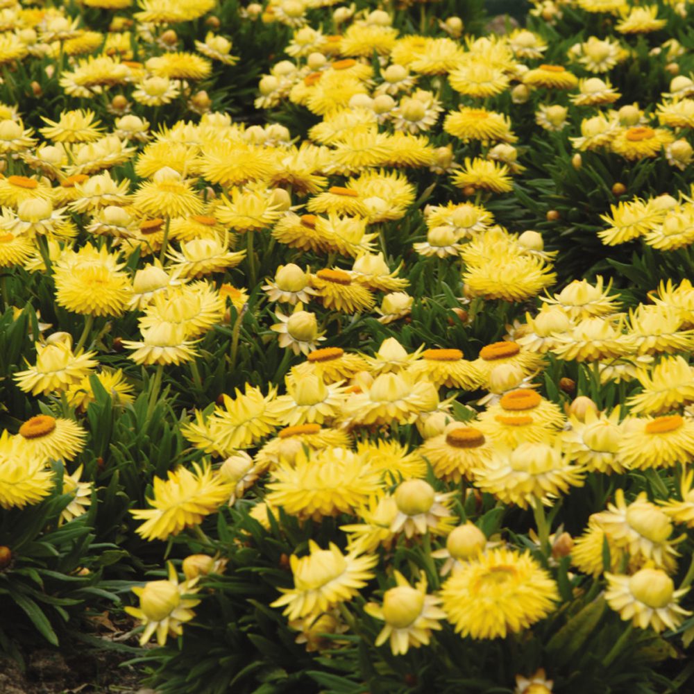 A dense cluster of Dreamtime® Jumbo Yellow Strawflower (Bracteantha) with green foliage and vibrant yellow blooms, some open and others in bud, creates a bright, cheerful ground cover - Photo Courtesy of Ball Horticulture, Inc.
