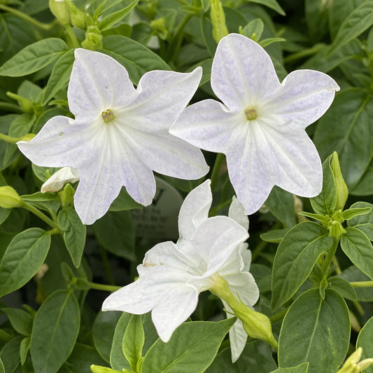 Endless™ Flirtation Bush Violet (Browallia) - Photo Property of Garden Crossings LLC